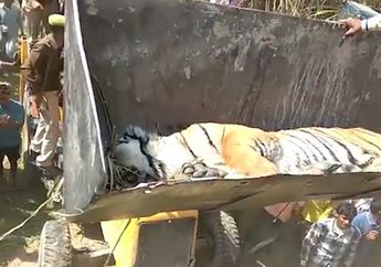 Seekor Harimau Jadi Buruan Warga Setelah Terkam Dua Perempuan Desa 