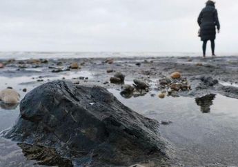 Akibat Cuaca Ektrim, Sebuah Hutan Rahasia Terkubur di Bawah Pasir Selama 7.000 Tahun Terungkap