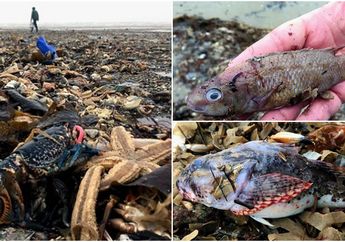 Akibat Angin Kencang dari Badai Emma, Jutaan Biota Laut Terdampar di Pantai Yorkshire Inggris