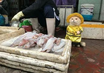 Imut Banget! Begini Aksi Kucing Penjaga Lapak Ikan di Pasar Vietnam, Gemes!