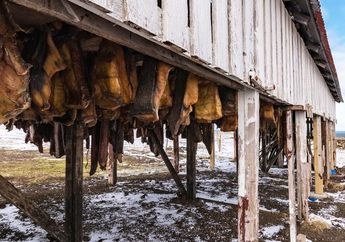 Hakarl, Hidangan Nasional Islandia dari Daging Hiu yang Dibusukkan