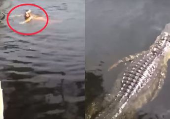 Ngeri, Seorang Gadis Muda Tak Sadar Sedang Berenang di Sungai Bersama Buaya