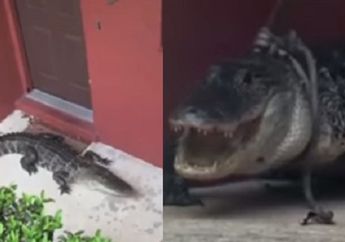 Bikin Kaget, Seekor Buaya Satroni Teras Rumah Warga