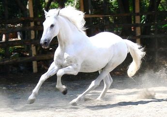 Bikin Panik Satu Diskotik, Seekor Kuda Ngamuk Saat Diajak Dugem