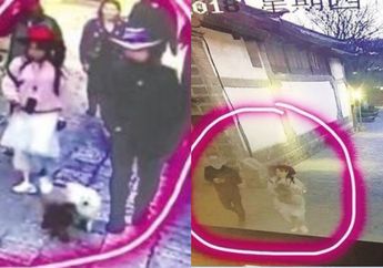 Seekor Anjing Pudel Kembali Pada Majikannya Setelah Liburan 11 Hari Bersama Orang Tak Dikenal