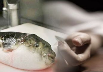 Telur Ikan Buntal Tewaskan Perempuan di Tuban, Organ Dalam Memang Beracun