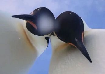 Pasang Kamera di Antartika, Ilmuwan Dikejutkan dengan Aksi Penguin Selfie 