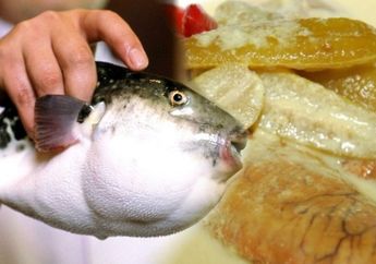 Tewas Setelah Makan Telur Ikan Buntal, Nggak Sekali Ini Terjadi