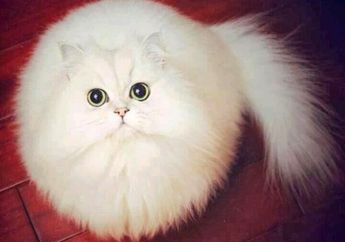 Bikin Gemes, 6 Hewan Ini Malah Mirip Boneka Daripada Hewan Sungguhan