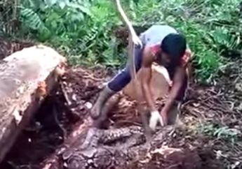 Detik-Detik Ular Piton Lebih Besar dari Pemangsa Akbar ditangkap Seorang Diri, Modalnya Cuman Kayu dan Barang Ini  