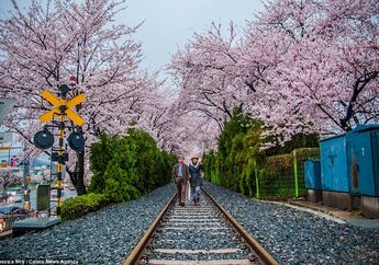 Pengin Rasain Romantisnya Musim Semi Ala Drama Korea? 5 Festival Bunga Sakura Ini Bisa Jadi Tujuan Wisatamu!