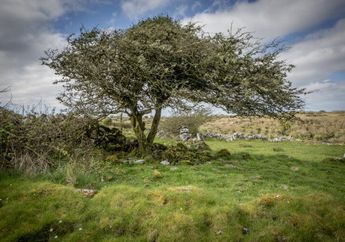 4 Fenomena Alam Paling Misterius di Irlandia, Ada Pohon Para Peri!