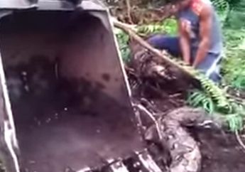 Nekad! Ular Piton Raksasa Ditangkap Penebang Pohon Sendirian, Ini Videonya