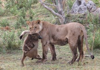 Aksi Tidak Terduga Singa Betina kepada Seekor Bayi Kera