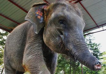 Mengintip Kisah Gajah Bernama Erin yang Menjadi Potret Kekejaman Para Pemburu Liar