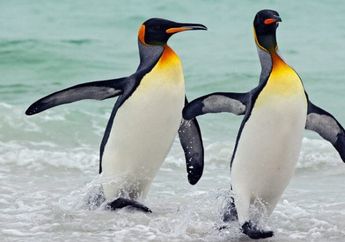 Penggemar Penguin? Inilah 7 Fakta Menarik yang Harus Kamu Ketahui tentang si Binatang Kutub 