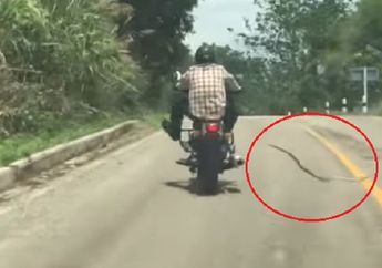 Detik-Detik Ular Kobra Serang Biker di jalan, Apa yang Terjadi Selanjutnya Mengenaskan