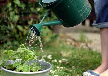 Kapan sih Waktu yang Tepat untuk Menyiram Tanaman?