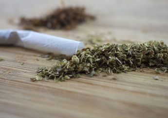 Penyebab Ganja Sintetis Begitu Berbahaya: Dari Kencing Berdarah hingga Kematian