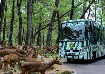 Seru Banget, Beragam Wahana Baru Taman Safari Indonesia, Buka Balkon Bisa Langsung Ketemu Hewan Afrika