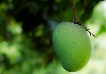 5 Manfaat Mengagumkan di Balik Kecutnya Mangga Muda