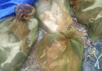 Astaga, Daging Kucing Diperjualbelikan Secara Online