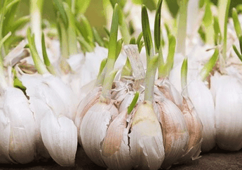 Bawang Putih Bertunas, Aman Nggak Sih Dikonsumsi!