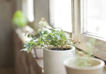 3 Tips Agar Rumah Sehat, Tak Perlu Biaya Mahal