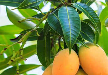 Jangan Dibuang, Daun Mangga Ternyata Punya Sejuta Manfaat untuk Kesehatan loh!