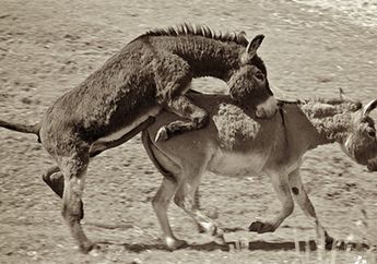 Istri Hamil, Pria Ini Malah Berhubungan Seks dengan Keledai