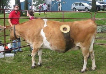 Duh Ngeri! Perut Sapi Ini Sengaja Dilubangi dan Mudah Dimasuki Tangan Petani Untuk Alasan&hellip;