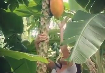 Awas Gagal Fokus! Video Cewek Comot Pepaya Ukuran Jumbo, Ini yang Terjadi Setelahnya