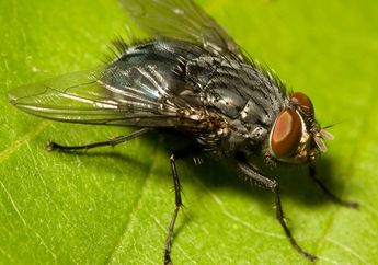 Ngeri, Cukup 1 Detik Lalat Bisa Tularkan 100 Jenis Penyakit Manusia dan Hewan