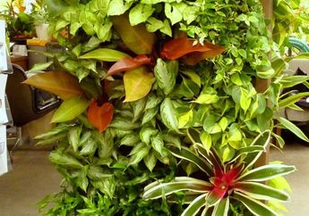 Ingin Taman di Rumah Mungil? Ini 10 Jenis Tanaman Vertikal Terbaik Agar Rumah Kamu Lebih Nyaman