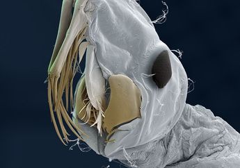 Menyeramkan, Inilah 10 Monster Mengerikan di Sekitar Kita, Sebagian Penghisap Darah