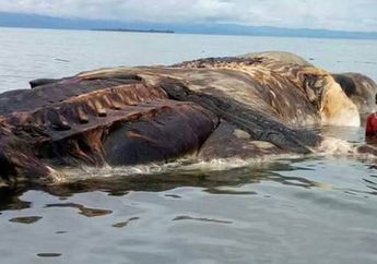 Wow, Ikan Paus Raksasa Sebesar Rumah dan Bertaring 4 Meter, Terdampar di Maluku