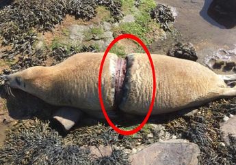 Foto Anjing Laut Mati ini Menyayat Hati Jutaan Netizen, Astaga, Luka itu Ternyata Akibat...