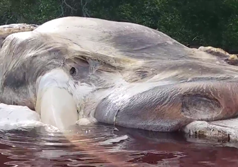 Ini Video dan Foto-foto Mahluk Raksasa di Pantai Indonesia yang Gegerkan Dunia