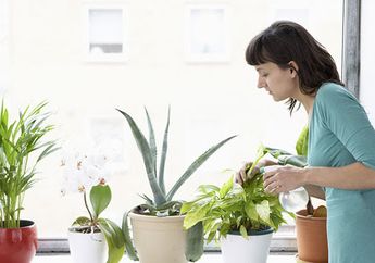 Ini 5 Tips Merawat Tanaman di Teras Rumah untuk Pemula