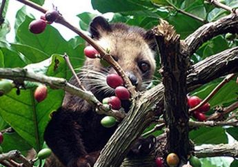  Wow! Pakai Topping Ini, Secangkir Kopi Luwak di Dubai Harga Sampai Rp 1,3 Juta