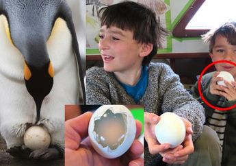 Pria ini Coba Merebus Telur Penguin, Lihat Bagian Dalamnya Bikin Bengong