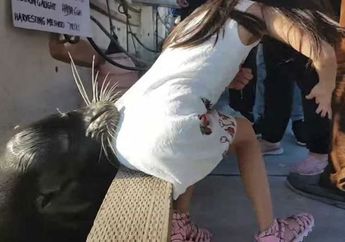 Ngeri, Tiba-tiba Singa Laut Ini Menyeret Gadis Kecil ke Dalam Air, Ini Penyebabnya