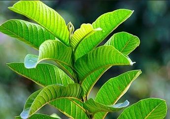 Ternyata oh Ternyata, Daun Ini Bermanfaat Untuk Hilangkan Jerawat dan Vlek Hitam di Wajah 