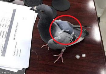 Petugas Temukan Bungkusan Mencurigakan di Burung Dara ini, Begitu Dibuka, Isinya Bikin Geger