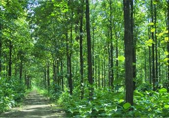 Pulang Linglung, Andung Tersesat Di Hutan Jati Blora, Ternyata Penyebabnya Mistis