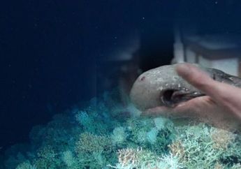 Diambil dari Laut Dalam, Tak Berwajah, Ikan Aneh ini Bikin Ilmuwan Kebingungan