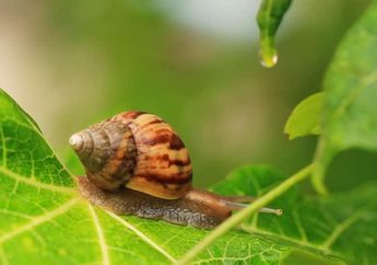 Hii, Ternyata Lendir Bekicot Bisa Bikin Kulit Kamu Lebih Halus Loh!