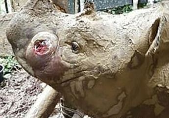 Puntung, Badak Sumatera Yang Berjuang Melawan Kanker Kulit Akhirnya Menghembuskan Nafas Terakhirnya