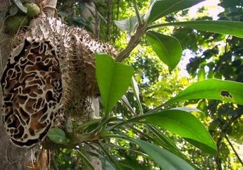 Penting, Agar Tak Habis Milyaran Seperti Jupe, Ini 6 Obat Alami Pembasmi Kanker Serviks