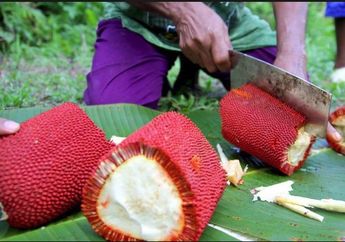 Buah Langka Ini Ampuh Cegah Penyakit Kanker Seperti Jupe: Buah Merah Asal Papua